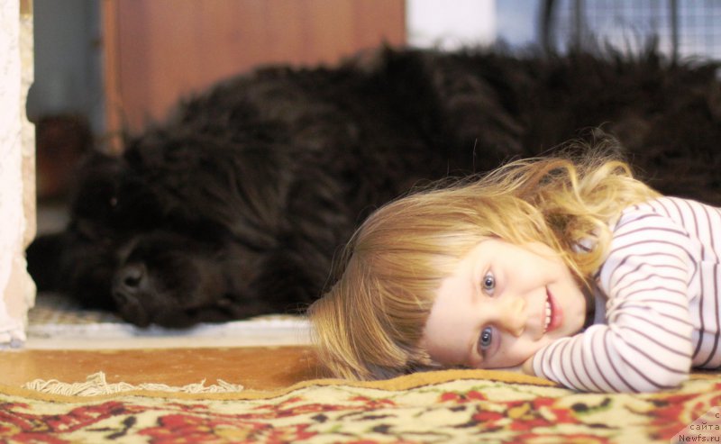 Фото: ньюфаундленд Алекс Диксон