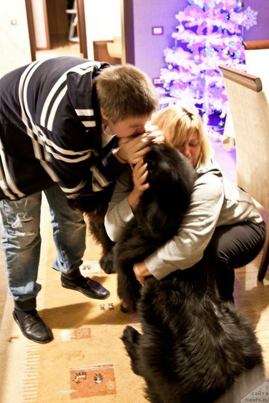 Фото: ньюфаундленд Браунблад МСК Харита Хавва (Brownblood MSK Harita Havva)