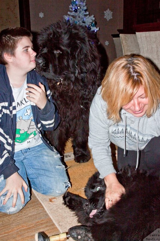 Фото: ньюфаундленд Браунблад МСК Харита Хавва (Brownblood MSK Harita Havva)