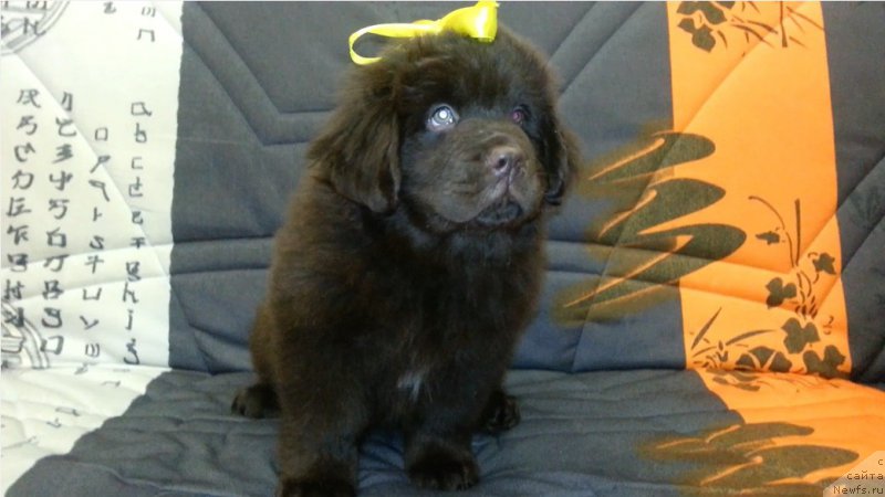 Фото: ньюфаундленд Браунблад МСК Сэмми Лесс