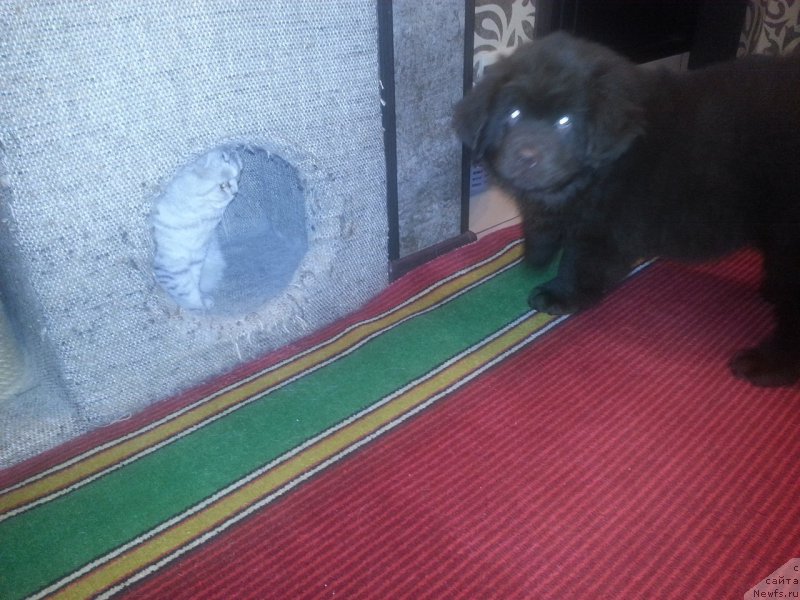 Фото: ньюфаундленд Браунблад МСК Сэмми Лесс