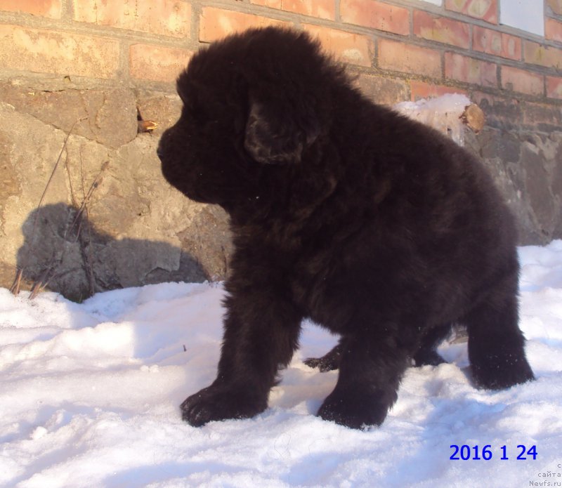 Фото: ньюфаундленд Big Sky Bear Kindle Ayumi