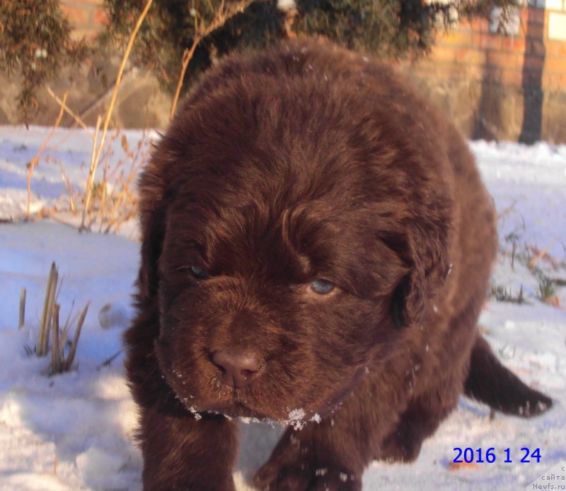 Фото: ньюфаундленд Big Sky Bear Kindle Ayumi