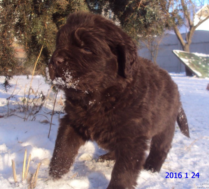 Фото: ньюфаундленд Big Sky Bear Kindle Ayumi