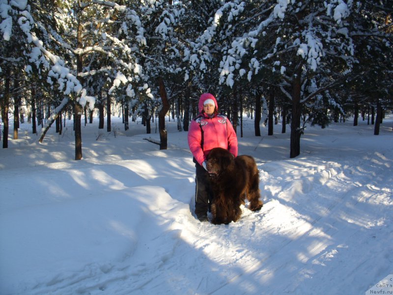 Фото: ньюфаундленд Черный Шарм Амбер Бест Дог ФО Марлеон, Татьяна Шайдук
