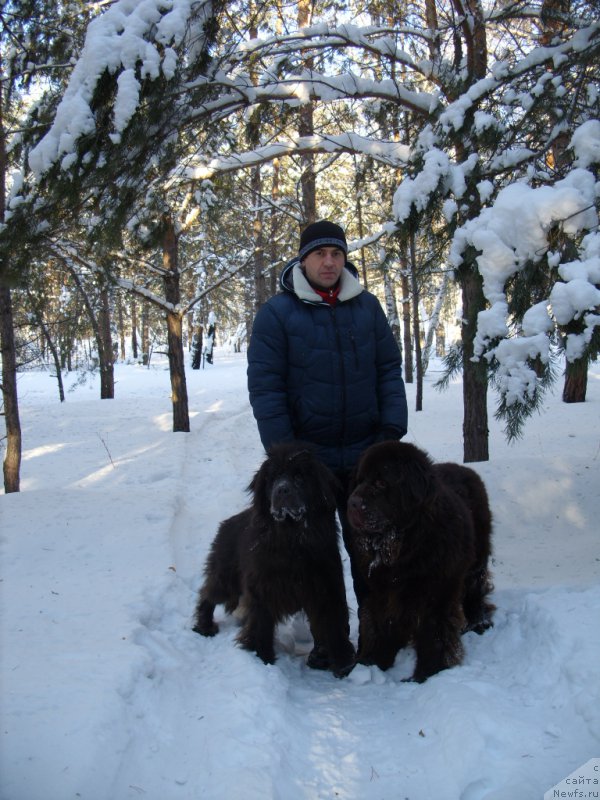 Фото: ньюфаундленд Черный Шарм Амбер Бест Дог ФО Марлеон, ньюфаундленд Аквамариновая Красотка для Марлеон