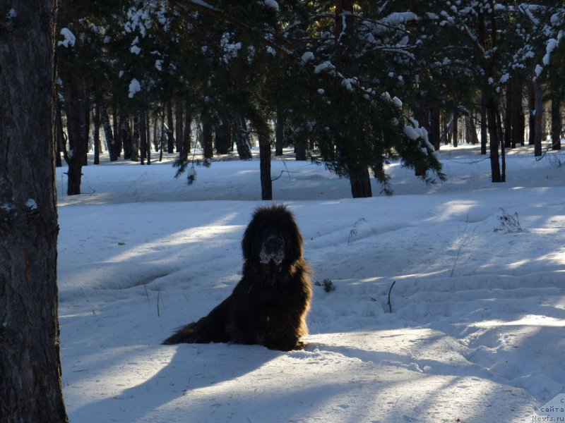 Фото: ньюфаундленд Аквамариновая Красотка для Марлеон
