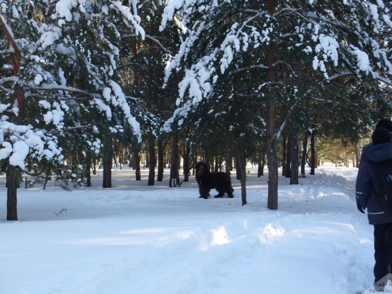 Фото: ньюфаундленд Черный Шарм Амбер Бест Дог ФО Марлеон