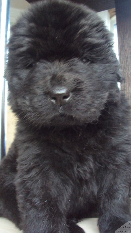 Фото: ньюфаундленд Big Sky Bear Kindle Ayumi