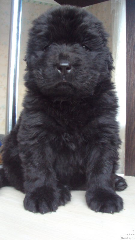 Фото: ньюфаундленд Big Sky Bear Kindle Ayumi