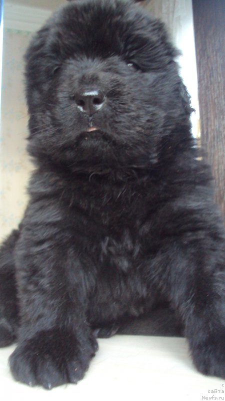 Фото: ньюфаундленд Big Sky Bear Kindle Ayumi