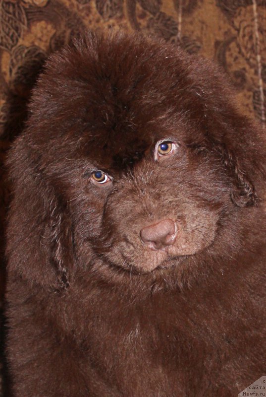 Фото: ньюфаундленд Браунблад МСК Сайлас Соул Дрим