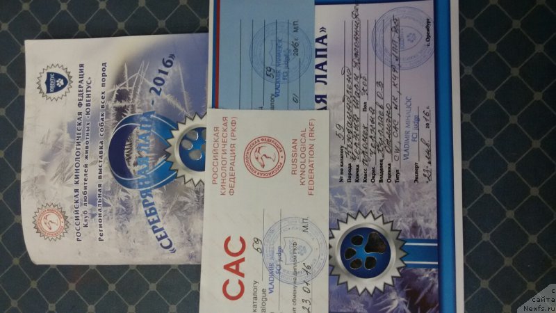 Фото: ньюфаундленд Черный Шарм Джонни Депп