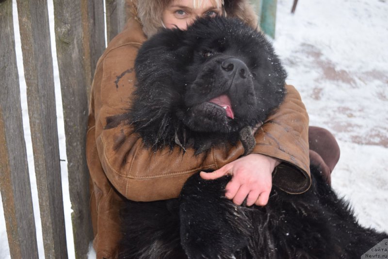 Фото: ньюфаундленд Радзивил Вялiкi Мядзведзь