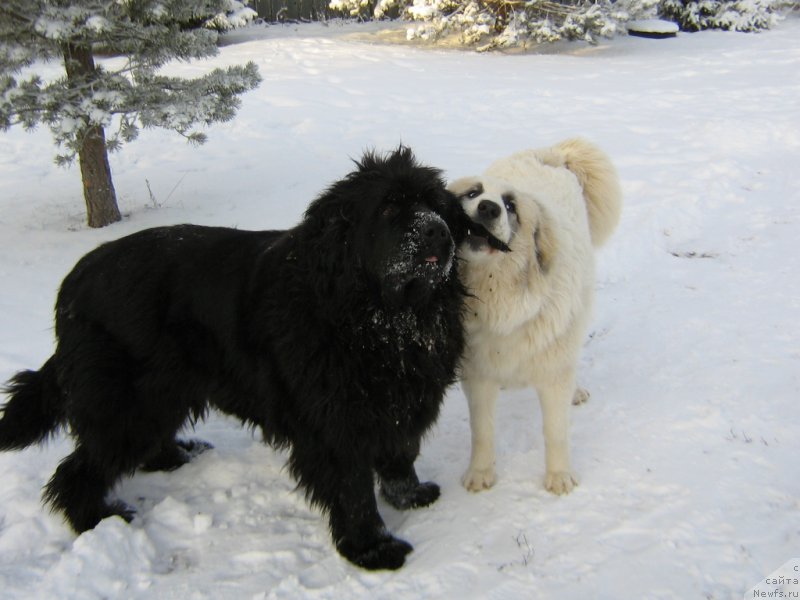 Фотография № 200503