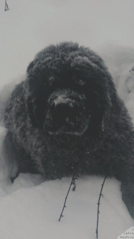 Фото: ньюфаундленд Флюфи Аваланч Златомир