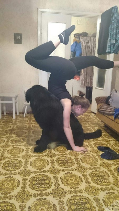 Фото: ньюфаундленд Пьер Ливи