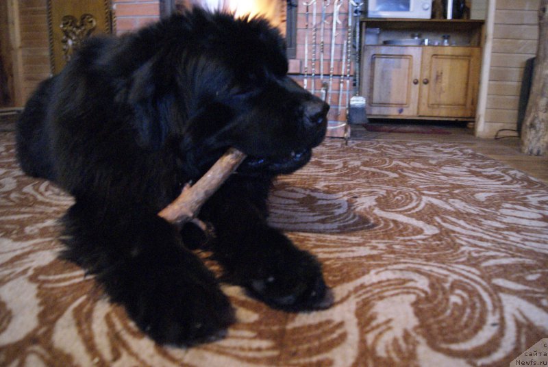 Фото: ньюфаундленд Сент Джонс Оптимус Прайм (Sent Djons Optimus Prime)