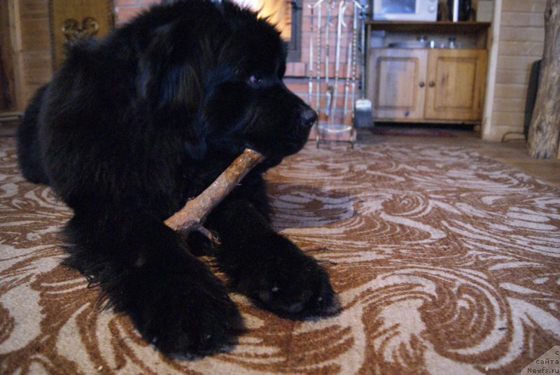 Фото: ньюфаундленд Сент Джонс Оптимус Прайм (Sent Djons Optimus Prime)