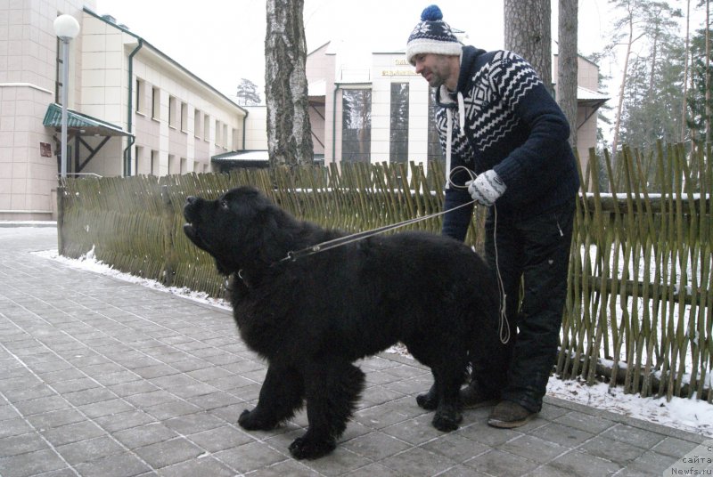 Фото: ньюфаундленд Сент Джонс Оптимус Прайм (Sent Djons Optimus Prime), Владимир Пахнюк