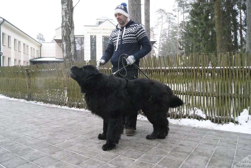 Фото: ньюфаундленд Сент Джонс Оптимус Прайм (Sent Djons Optimus Prime), Владимир Пахнюк