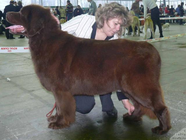 Фото: ньюфаундленд Ёка Она с Берега Дона (Joka Ona s Berega Dona)