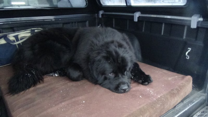 Фото: ньюфаундленд Сент Джонс Оптимус Прайм (Sent Djons Optimus Prime)