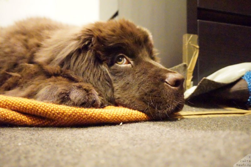 Фото: ньюфаундленд Фанньюф Аквилон (Funnewf Akvilon)