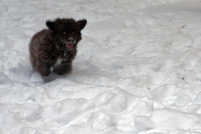 Фото: ньюфаундленд Фанньюф Аквилон (Funnewf Akvilon)