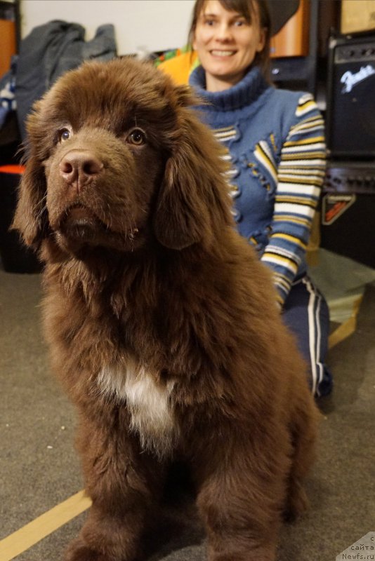 Фото: ньюфаундленд Фанньюф Аквилон (Funnewf Akvilon)