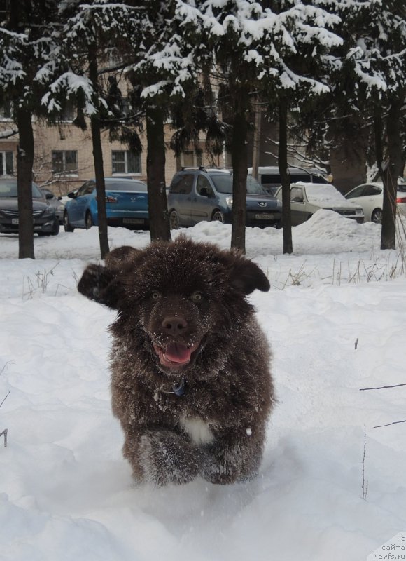 Фото: ньюфаундленд Фанньюф Аквилон (Funnewf Akvilon)