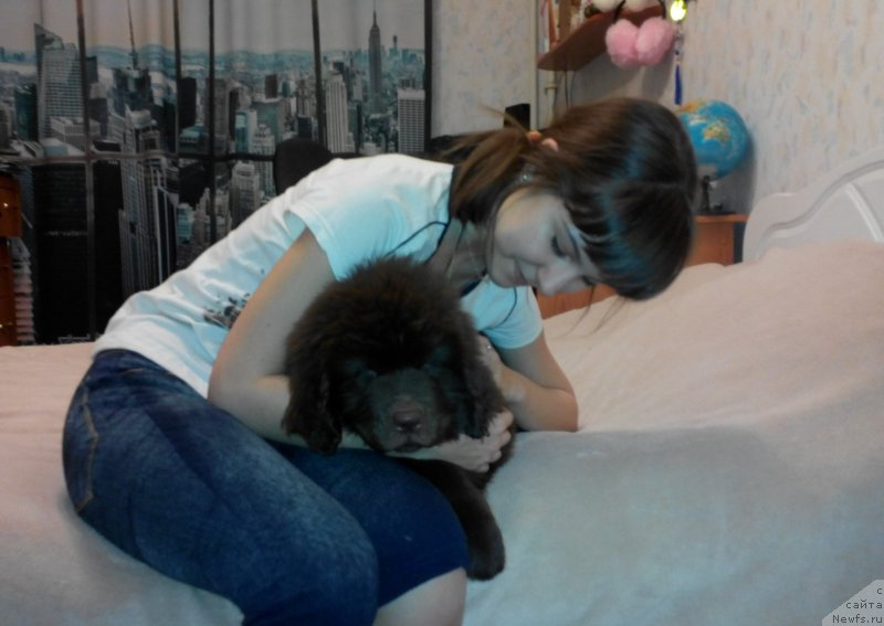 Фото: ньюфаундленд Браунблад МСК Сайлас Соул Дрим