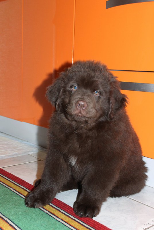 Фотография № 200582