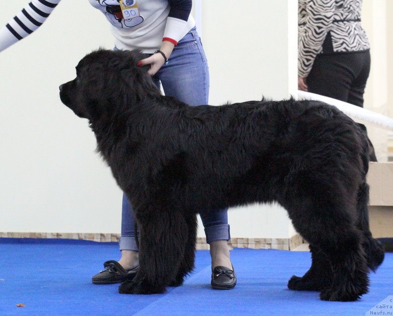 Фото: ньюфаундленд Супер Премиум Уникуе Ладу (Super Premium Unique Lady)