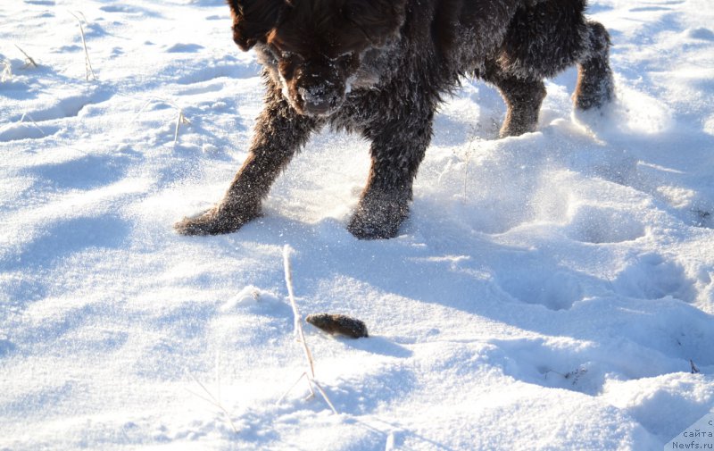 Фото: ньюфаундленд Ван Лен Тайм Чилеста