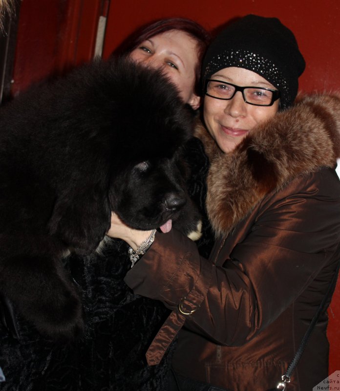 Фото: ньюфаундленд Смигар Блест Битлс (Smigar Blessed Beatles)