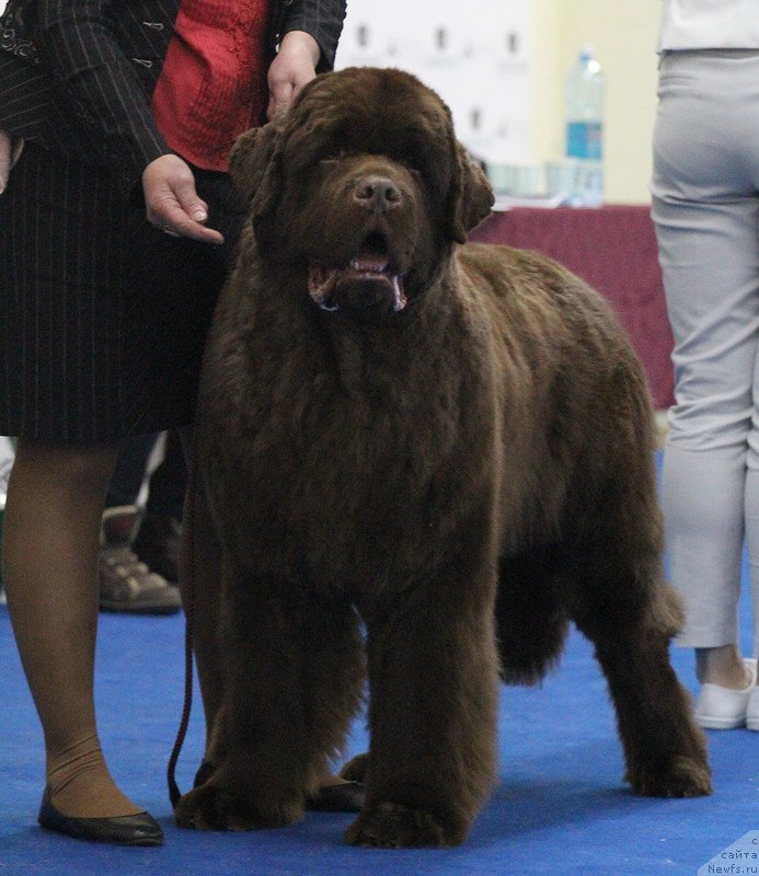 Фото: ньюфаундленд Плюшевая Панда Гиоргио Беуерлу Хиллс (Plushevaya Panda Giorgio Beuerlu Hills)