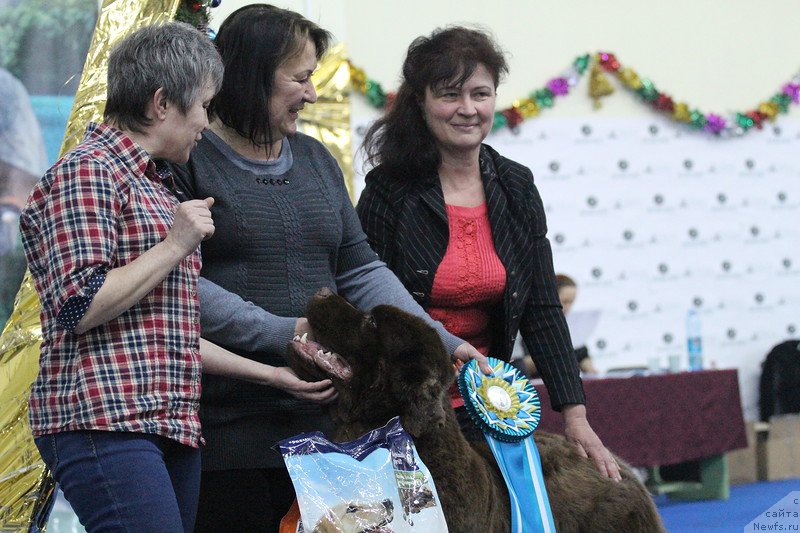 Фото: ньюфаундленд Плюшевая Панда Гиоргио Беуерлу Хиллс (Plushevaya Panda Giorgio Beuerlu Hills)
