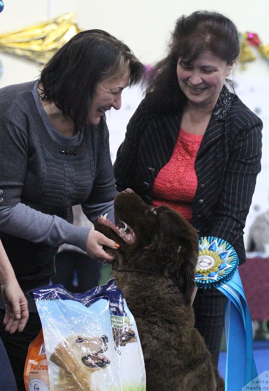 Фото: ньюфаундленд Плюшевая Панда Гиоргио Беуерлу Хиллс (Plushevaya Panda Giorgio Beuerlu Hills)