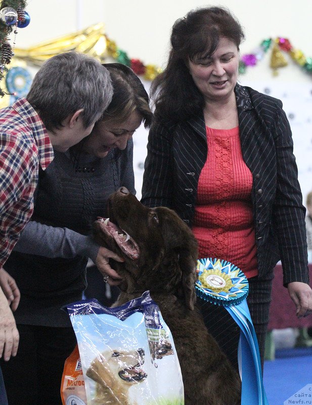 Фото: ньюфаундленд Плюшевая Панда Гиоргио Беуерлу Хиллс (Plushevaya Panda Giorgio Beuerlu Hills)