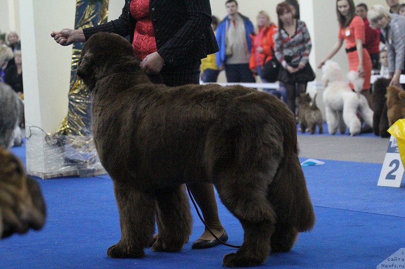 Фото: ньюфаундленд Плюшевая Панда Гиоргио Беуерлу Хиллс (Plushevaya Panda Giorgio Beuerlu Hills)