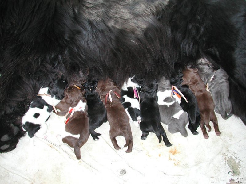 Фотография № 200620