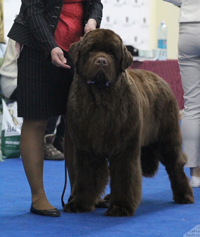 Фото: ньюфаундленд Плюшевая Панда Гиоргио Беуерлу Хиллс (Plushevaya Panda Giorgio Beuerlu Hills)