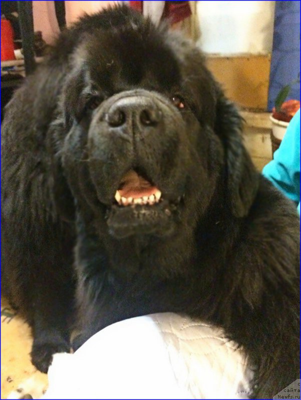 Фото: ньюфаундленд Ньюфорт Тайм'с Голд Алекса