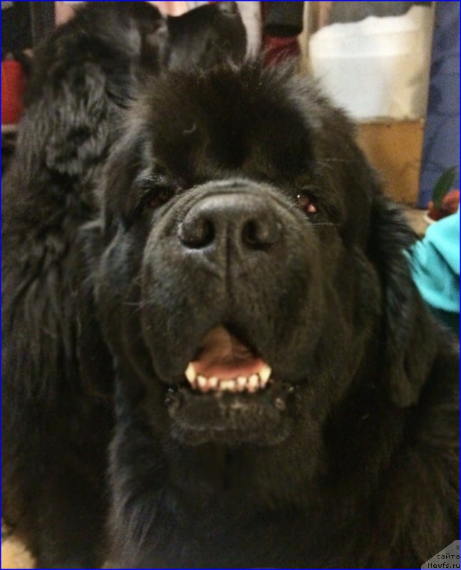 Фото: ньюфаундленд Ньюфорт Тайм'с Голд Алекса