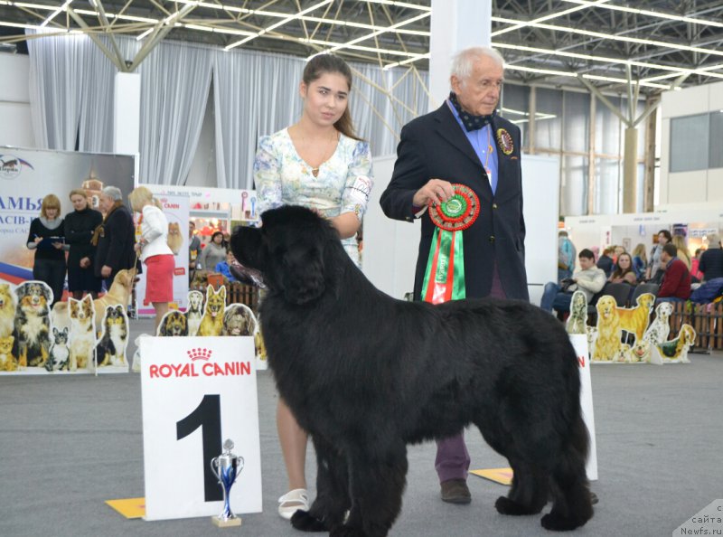 Фото: ньюфаундленд Акватория Келвин Авантюрист (Aquatoriya Kelvin Avanturist)