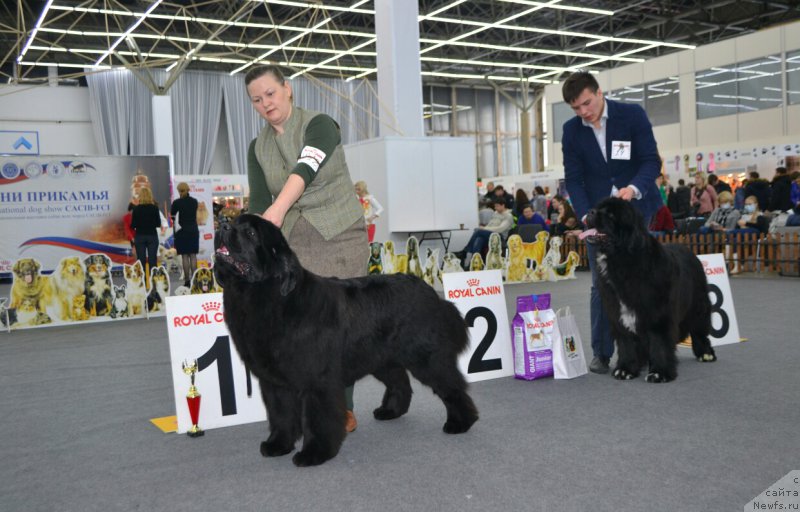 Фото: ньюфаундленд Акватория Келвин Юз оф Мэджик Спирит (Aquatoriya Kelvin Yuse of Magic Spirit), ньюфаундленд Ньюфорт Азет Абайя