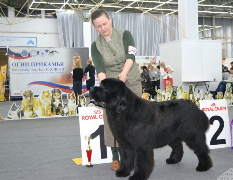 Фото: ньюфаундленд Акватория Келвин Юз оф Мэджик Спирит (Aquatoriya Kelvin Yuse of Magic Spirit)
