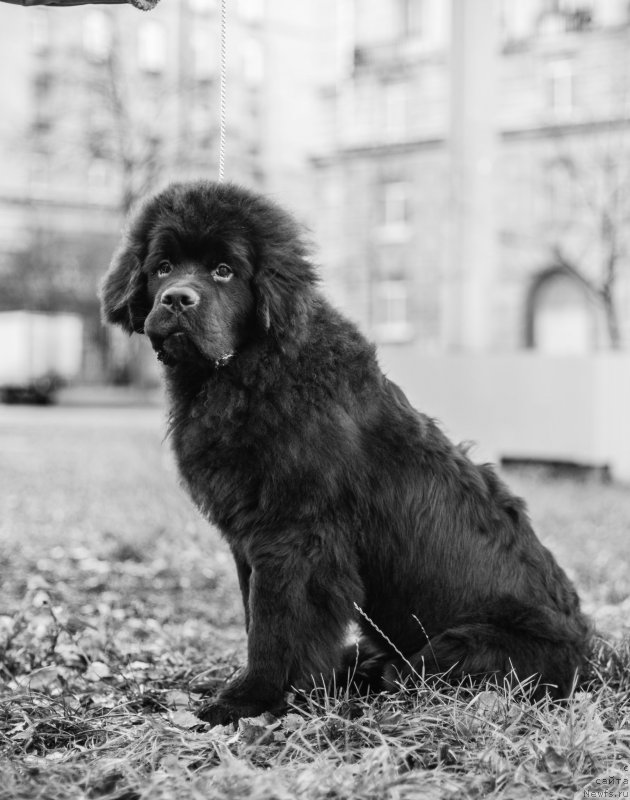 Фото: ньюфаундленд Белкондер-Клаб Якобс Монарх (Belkonder-Club Jacobs Monarch)