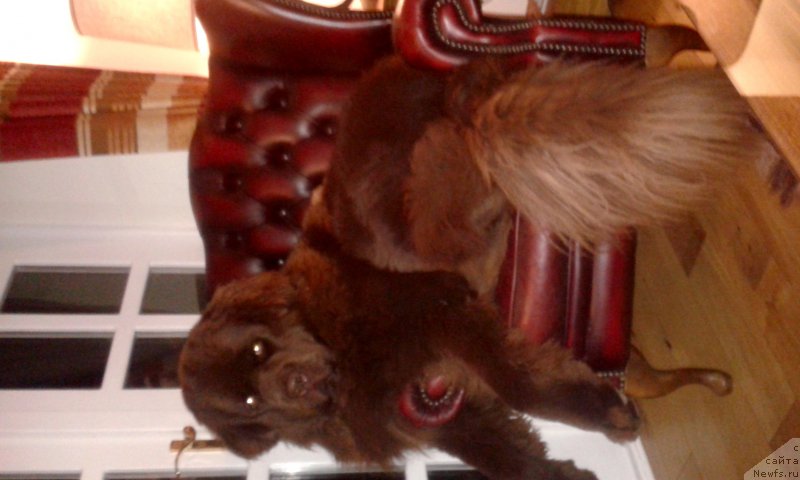 Фото: ньюфаундленд Нобл Кинг Май Лорд Симба